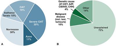 Pharmacogenetics of FSH Action in the Male